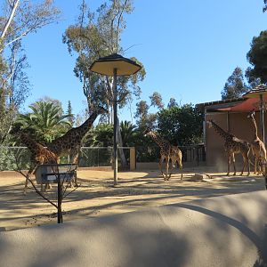 Masai Giraffe Herd