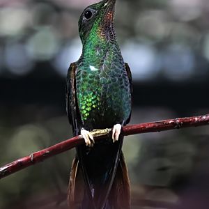 Crimson topaz (Topaza pella), female