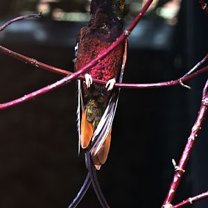 Crimson topaz (Topaza pella), male