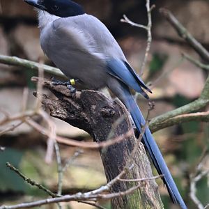 Iberian azure-winged magpie (Cyanopica cooki)