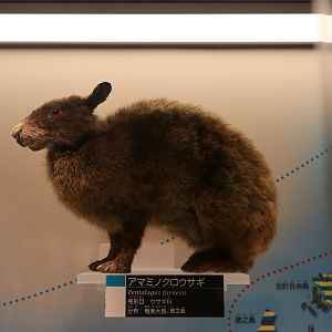 Amami rabbit