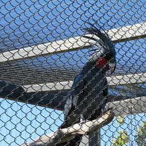 Palm Cockatoo