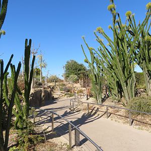 Africa Rocks - Path/Plantings