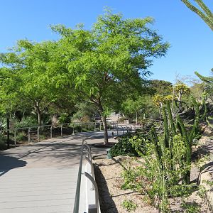 Africa Rocks - Path/Plantings