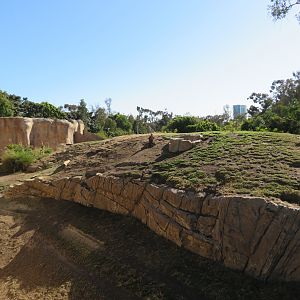 Hamadryas Baboon Exhibit