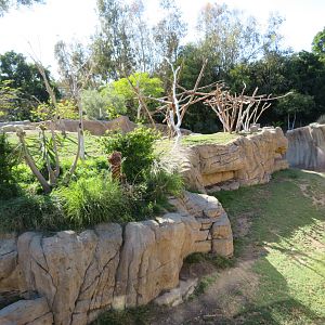 Hamadryas Baboon Exhibit