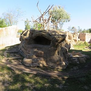 Hamadryas Baboon Exhibit