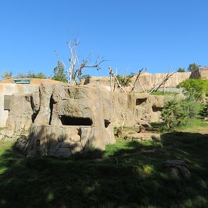 Gelada Exhibit