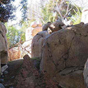 Hyrax/Klipspringer Kopje