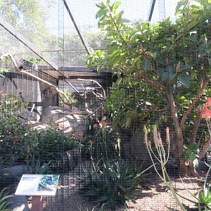 Trumpeter Hornbill Aviary