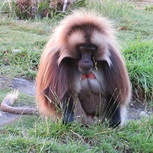 Gelada
