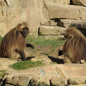 Geladas