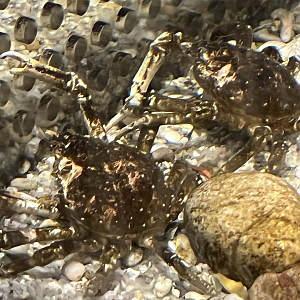 Crab ID?