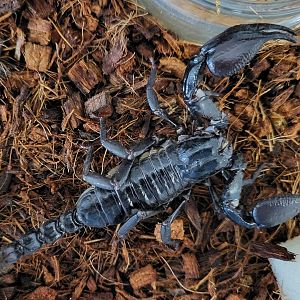 Heterometrys cyaneus