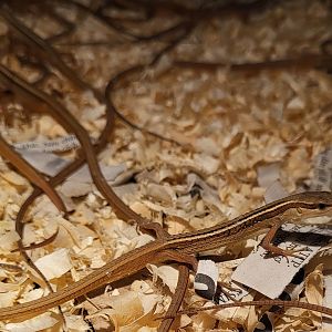 Takydromus sexlineatus