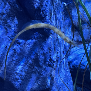 Pipefish ID