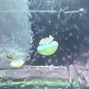 Jellyfish ID