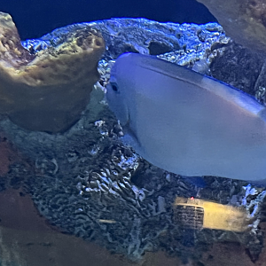 Surgeonfish ID
