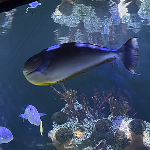 Unicornfish ID