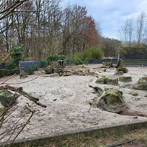 Banded mongoose - Red river hog enclosure