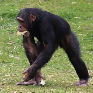 Chimpanzee - adult