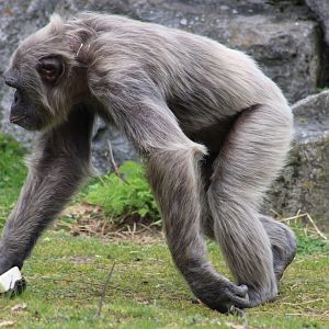Grey Chimpanzee - age-related ?