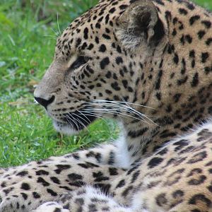 Persian leopard