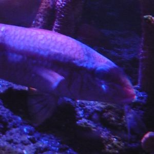 Goatfish ID