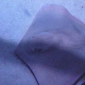 Stingray ID