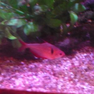 Tetra ID