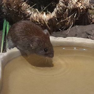Bank vole (Myodes glareolus)