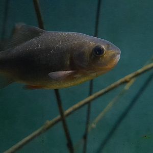 Crucian carp (Carassius carassius)