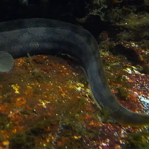 Vivaparous eelpout (Zoarces viviparus)