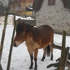 Gotland russ (Equus ferus caballus)×