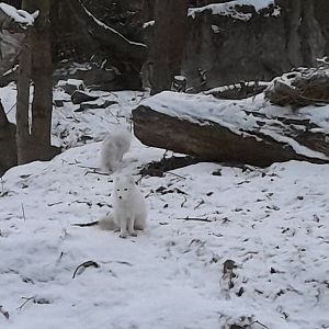 Arctic fox (Vulpes lagopus)