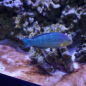 Wrasse? Id