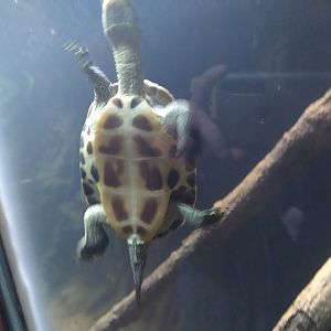 Bronx Zoo turtle, Roti Island?