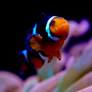 Ocellaris Clownfish
