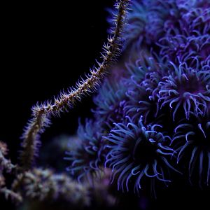 Wire Coral and Black Sun Coral