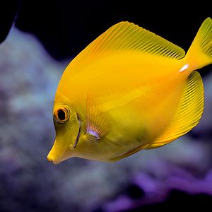 Yellow Tang