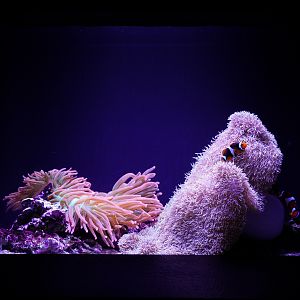 Clownfish Harem and Anemone Tank