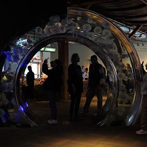 Moon Jelly Ring - "Ring of Life"