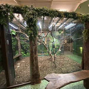 Get to Know Animals - Common squirrel monkey enclosure 190323