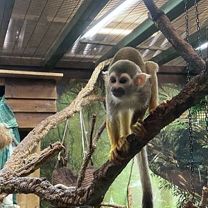 Get to Know Animals - Common squirrel monkey