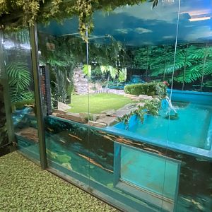 GTKA - American alligator exhibit 190323