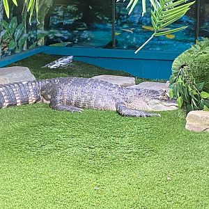 GTKA - American alligator 190323