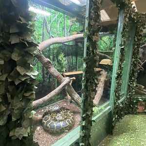 GTKA - Burmese python exhibit 190323