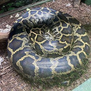 GTKA - Burmese python 190323