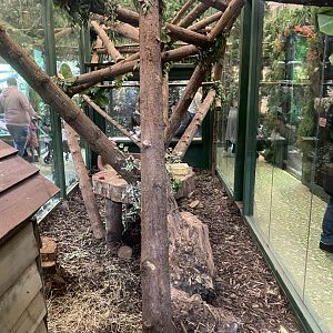 GTKA - Binturong enclosure 190323