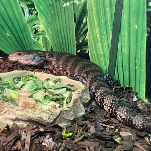 GTKA - Blue-tongued skink 190323